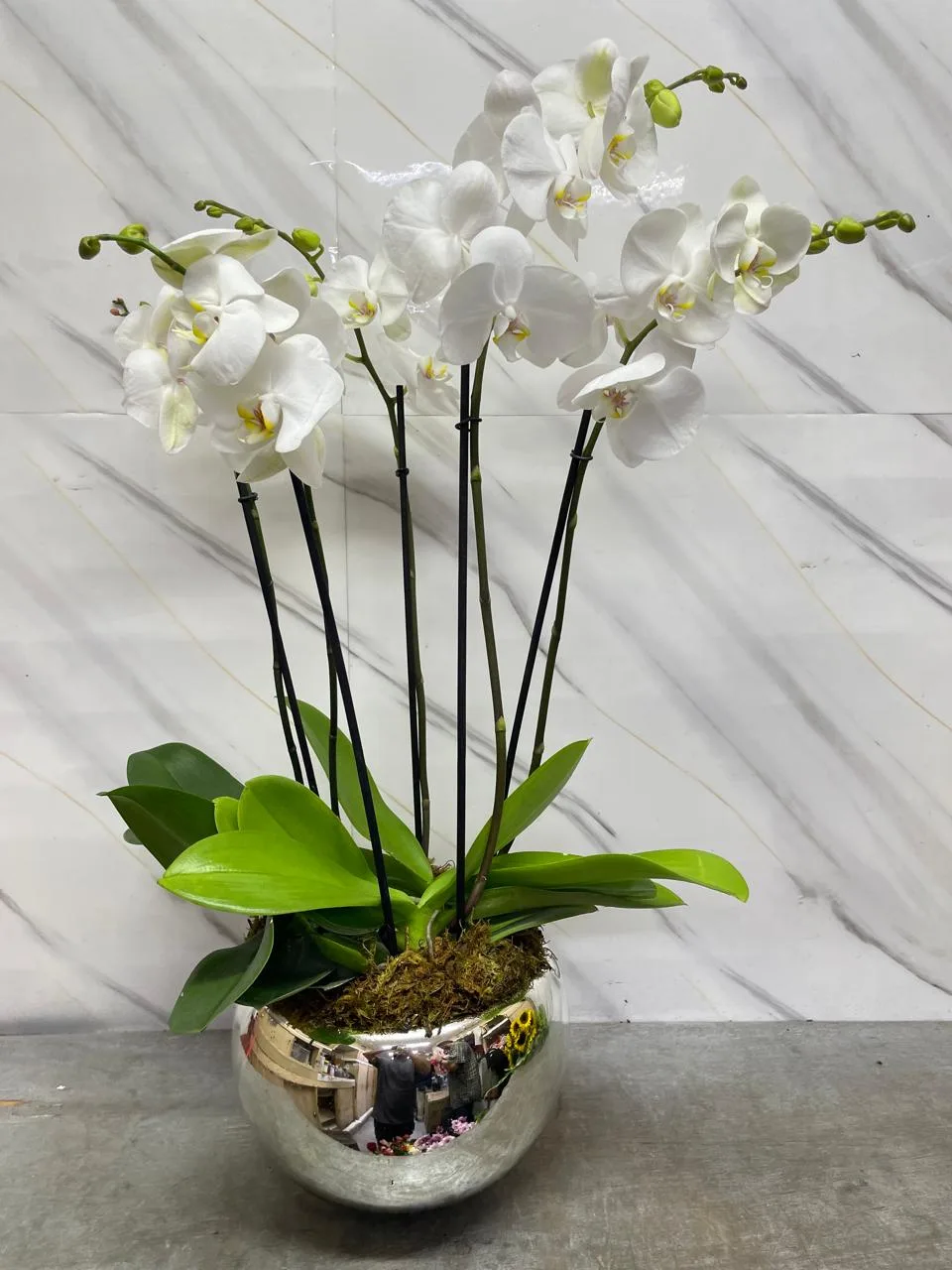 Argentado, plantas de Florería Cruz