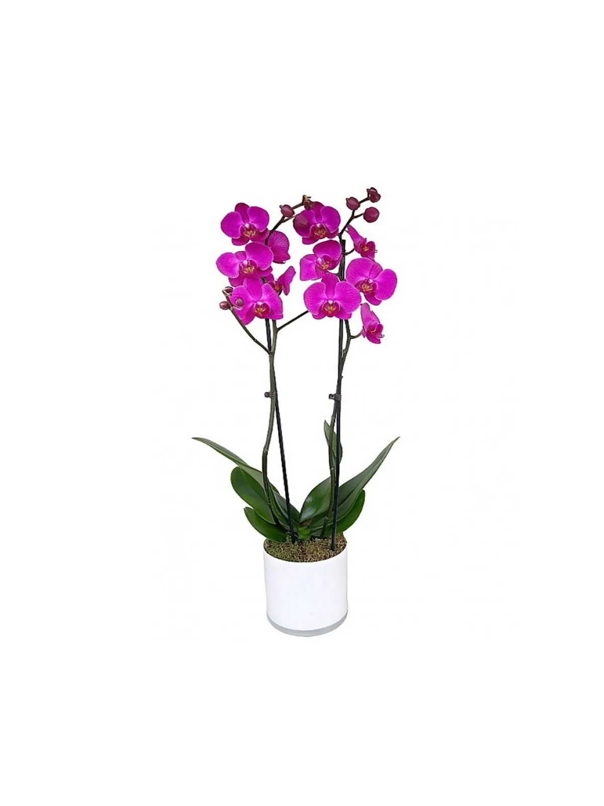 Plantas — Florería Cruz