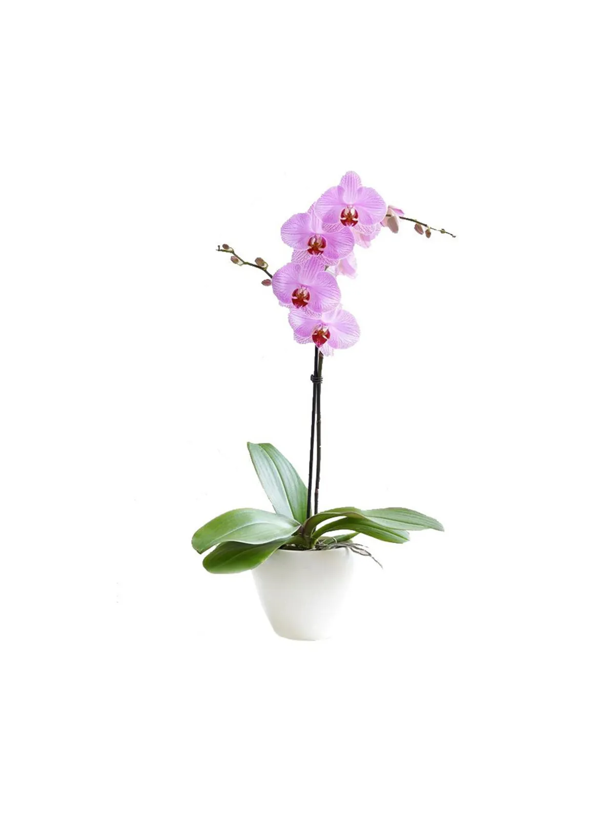 Mariposa, plantas de Florería Cruz