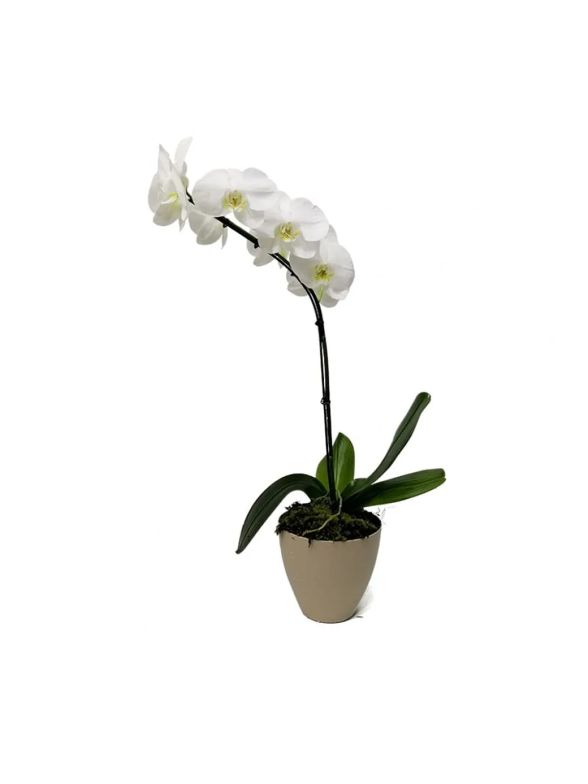 Phalaenopsis, plantas de Florería Cruz